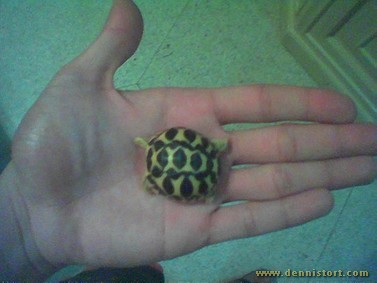 star tortoise hatchling